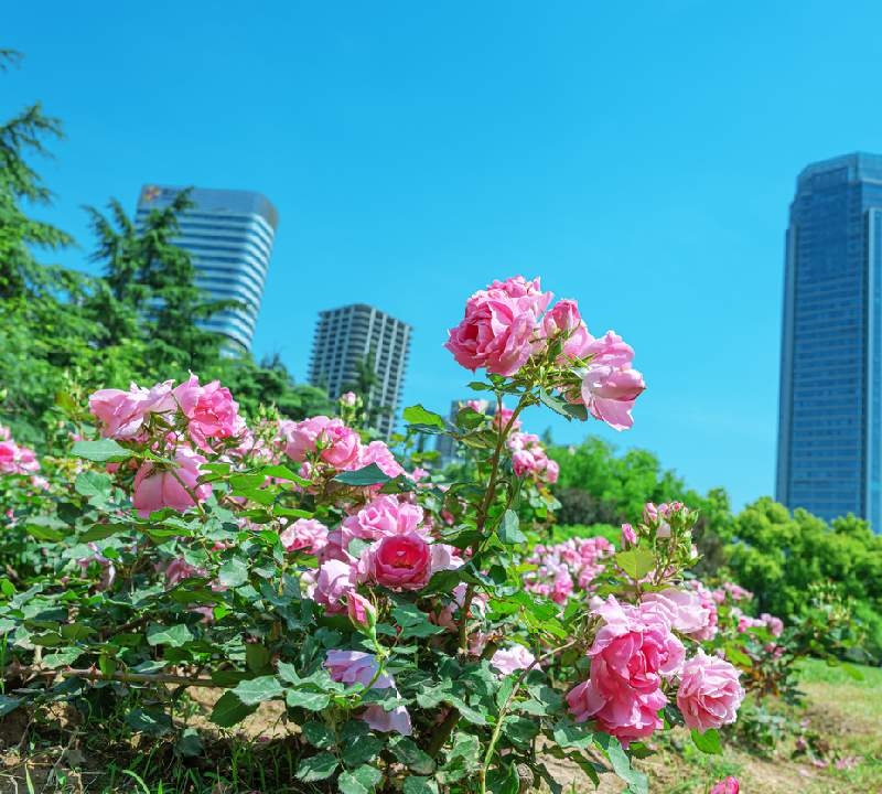 Descubra a Cidade das Rosas: O Oásis Perfumado da Arábia Saudita [Guia 2025]